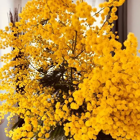 Maxima Sunset Lejlighed