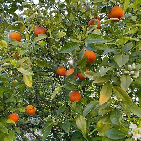 Maxima Sunset Lejlighed