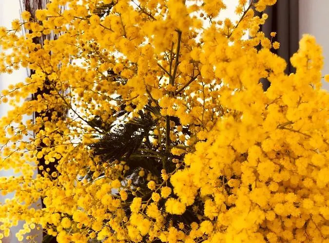 Maxima Sunset Apartamento