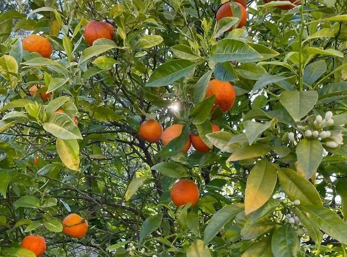 Maxima Sunset Apartamento